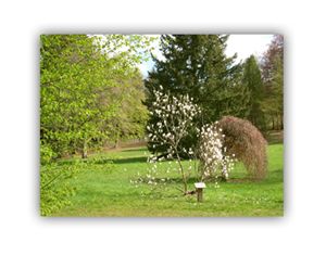 Arbres de larboretum