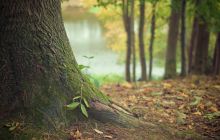 Conférence : La Forêt Vosgienne Conférence : La Forêt Vosgienne