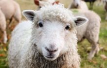 Comice Agricole Comice Agricole