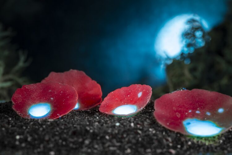 Balade fluorescence 🌙🌳